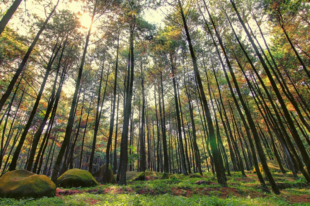 Hutan Pinus Mangunan Hutan Pinus Mangunan